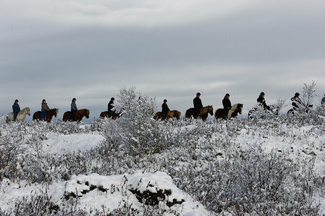 Icelandic Horse Riding and Whale Watching Tour from Reykjavik - Group size and the ride style: how your guide manages beginners