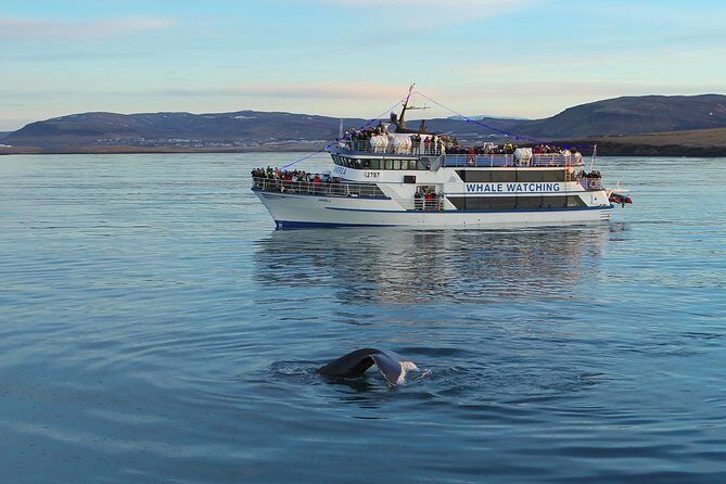 Icelandic Horse Riding and Whale Watching Tour from Reykjavik - The photo stops that actually make sense