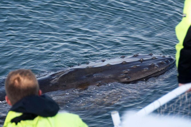 Icelandic Horse Riding and Whale Watching Tour from Reykjavik - What wildlife you’re likely to spot (and why spotting is never guaranteed)