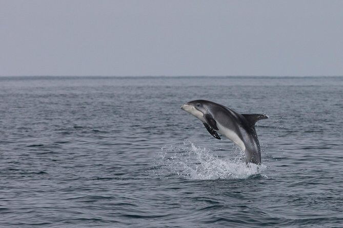 Icelandic Horse Riding and Whale Watching Tour from Reykjavik - Price and value: why $233.08 can still feel fair in Iceland