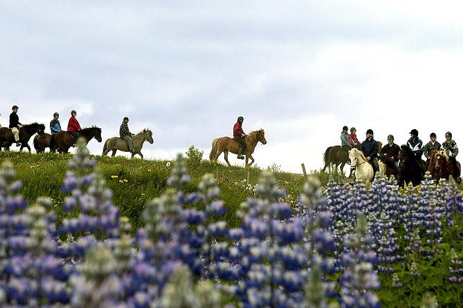 Icelandic Horseback Riding Tour Including Pick Up from Reykjavik - Matching Your Horse: How They Reduce Risk Without Making It Complicated