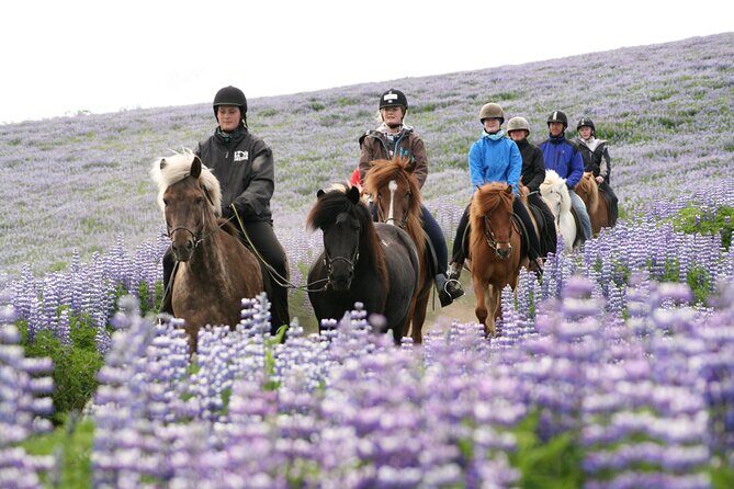 Icelandic Horseback Riding Tour with Pickup Option from Reykjavik - The Icelandic Horse and the Tölt: Why This Ride Feels Special