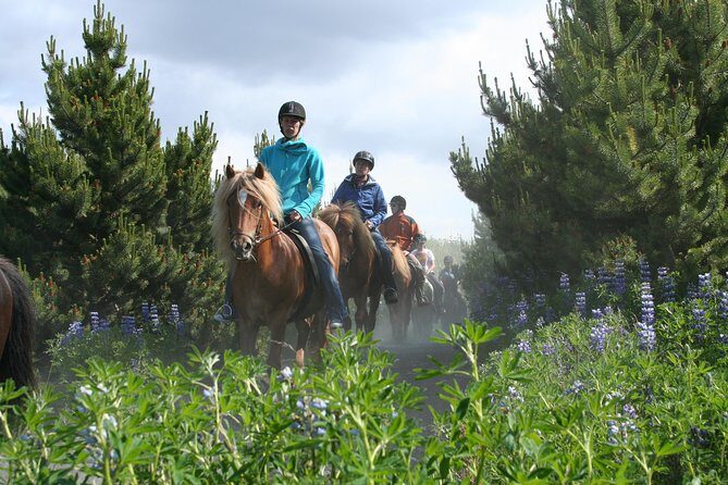 Icelandic Horseback Riding Tour with Pickup Option from Reykjavik - Price and Value: Why $133-ish Can Be Worth It
