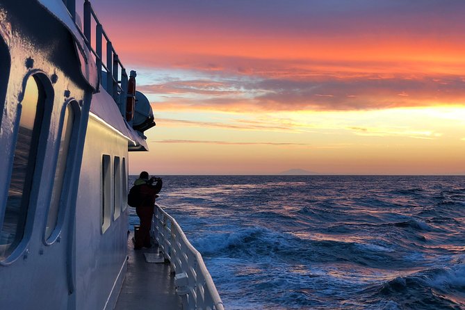 Magical Whales in the Midnight Sun | from Reykjavik - What’s included (and what you’ll pay for)
