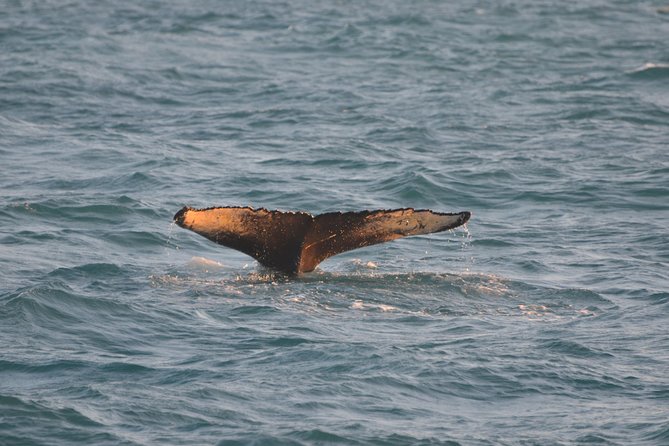 Magical Whales in the Midnight Sun | from Reykjavik - Onboard multimedia and commentary that actually helps