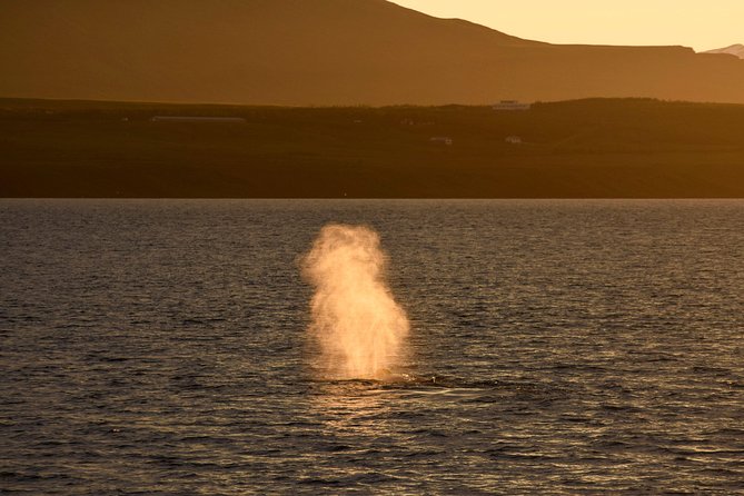 Magical Whales in the Midnight Sun | from Reykjavik - Midnight sun magic: the moment the ship goes quiet