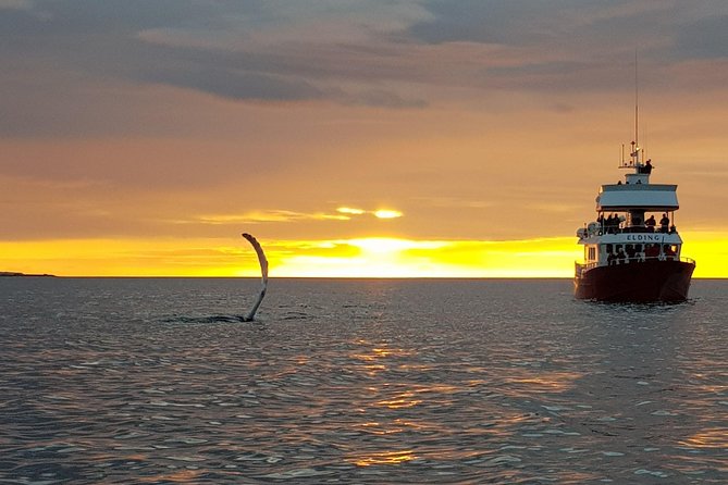 Magical Whales in the Midnight Sun | from Reykjavik - The itinerary, step by step (and what each moment is for)