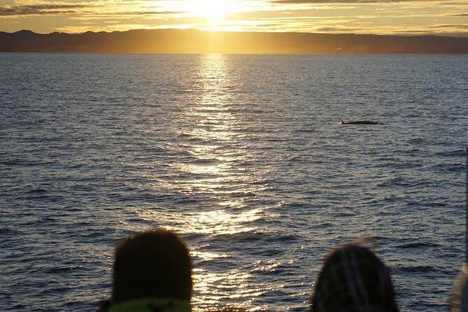 Midnight Sun Whale Watching from Reykjavik - The crew and guides: what “good spotting” feels like