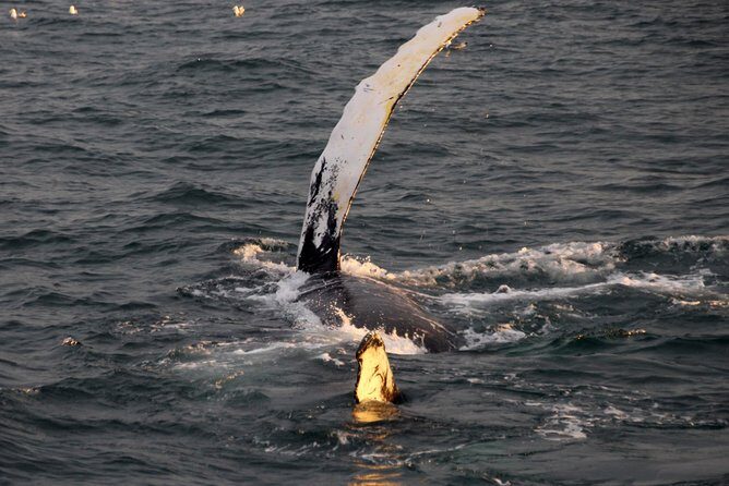 Midnight Sun Whale Watching from Reykjavik - Sightings guarantee: how the free try-again ticket changes the math
