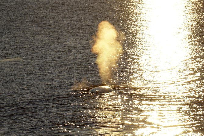 Midnight Sun Whale Watching from Reykjavik - Price and value: is $109.34 a good deal?