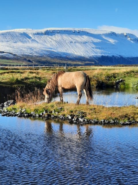 North Iceland: Horseback Riding Tour - Two hours through northeast Iceland, one saddle at a time