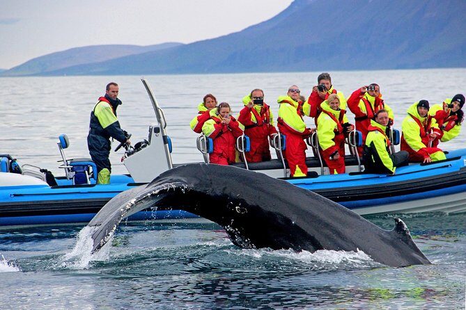 Original Big Whale Safari & Puffins Speedboat Tour from Húsavík - Húsavík’s Whale Energy: Why This Area Works