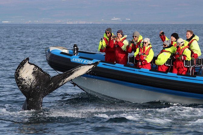 Original Big Whale Safari & Puffins Speedboat Tour from Húsavík - From Gentle Giants to the First Whale Hunt