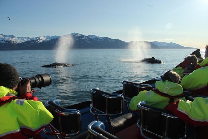 Original Big Whale Safari & Puffins Speedboat Tour from Húsavík - Wildlife You Might Spot: Whales, Porpoises, and Dolphins