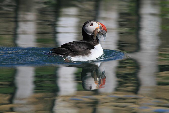 Original Big Whale Safari & Puffins Speedboat Tour from Húsavík - Puffin Island: The Bird Stop That Depends on Timing