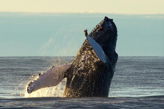 Original Big Whale Safari & Puffins Speedboat Tour from Húsavík - Group Size: Why Max 12 Matters on a RIB