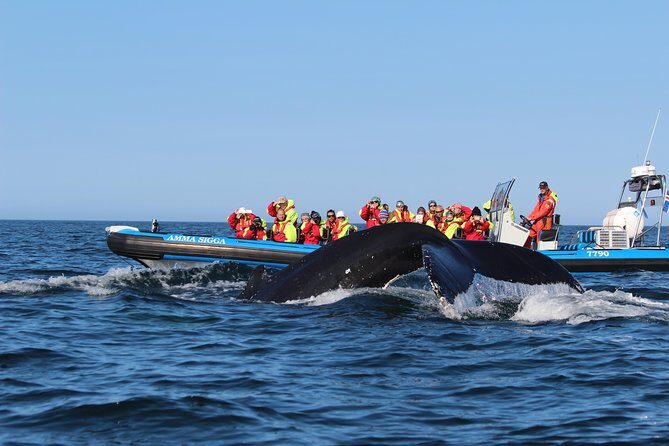 Original Big Whale Safari & Puffins Speedboat Tour from Húsavík - Value for $180.27: Where the Money Actually Goes
