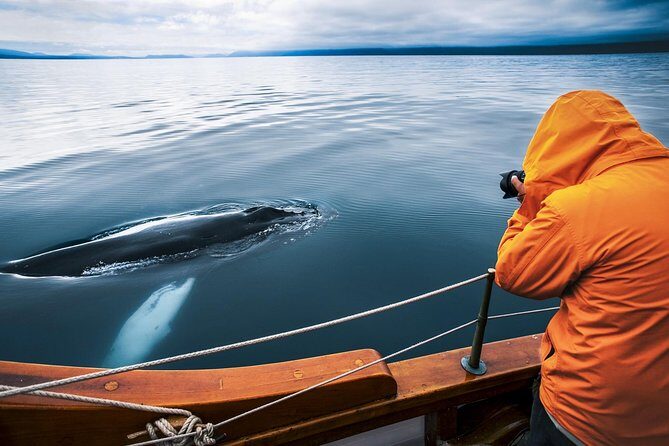 Original Carbon Neutral Whale Watching Tour from Húsavík - Key Things I’d Mark on Your Radar