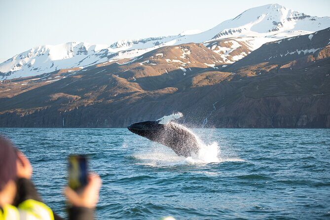 Original Carbon Neutral Whale Watching Tour from Húsavík - A carbon-neutral whale watch where the ship matters
