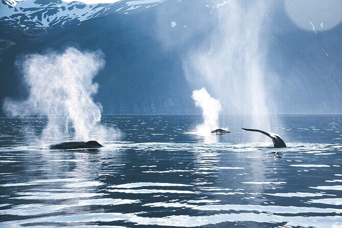 Original Carbon Neutral Whale Watching Tour from Húsavík - The guide and the low-noise approach you’ll notice