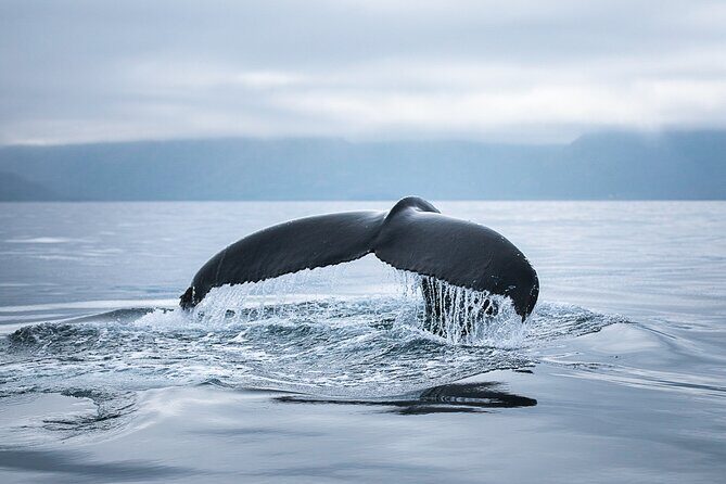 Original Carbon Neutral Whale Watching Tour from Húsavík - Price and value: what $135.16 buys you