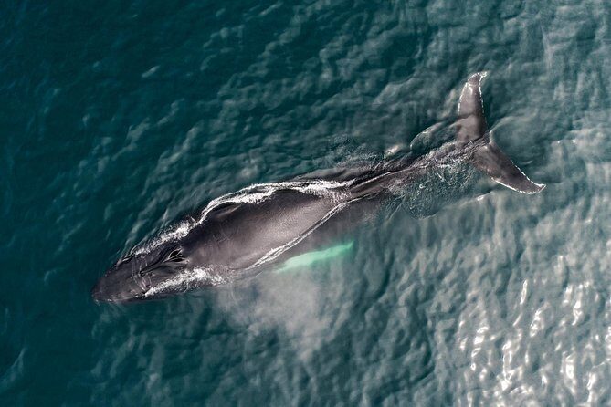 Original Carbon Neutral Whale Watching Tour from Húsavík - Who this whale watch is best for