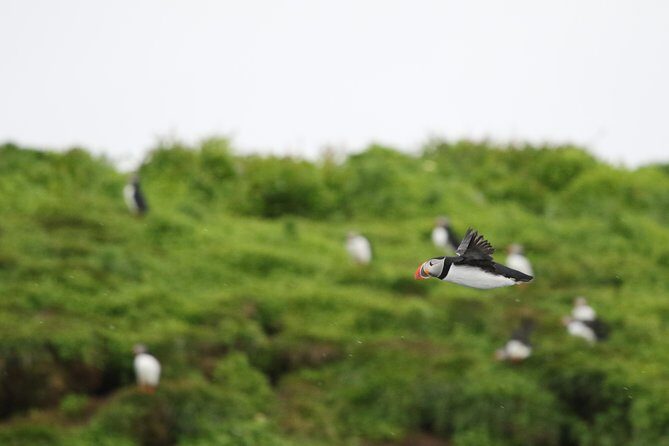 Premium Small-Group Puffin & Bird Watching tour from Reykjavík - Key Points I’d Prioritize Before You Go