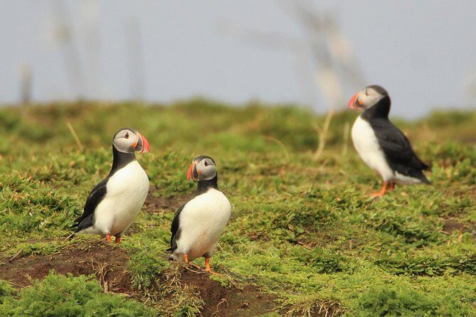 Premium Small-Group Puffin & Bird Watching tour from Reykjavík - Meeting at Reykjavík Old Harbour: Fast Check-In, Then Out to the Water