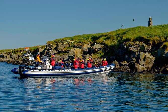Premium Small-Group Puffin & Bird Watching tour from Reykjavík - What You’ll See Beyond Puffins (And Why That Matters)