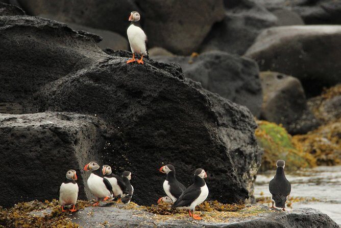 Premium Small-Group Puffin & Bird Watching tour from Reykjavík - Small Group Size: The Hidden Comfort Upgrade