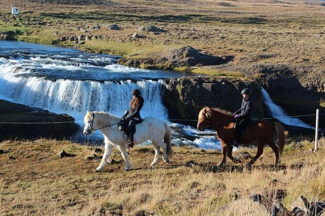 Private 3-Hour Horseback Riding Tour - Icelandic Horses and the Tölt Surprise (In a Good Way)