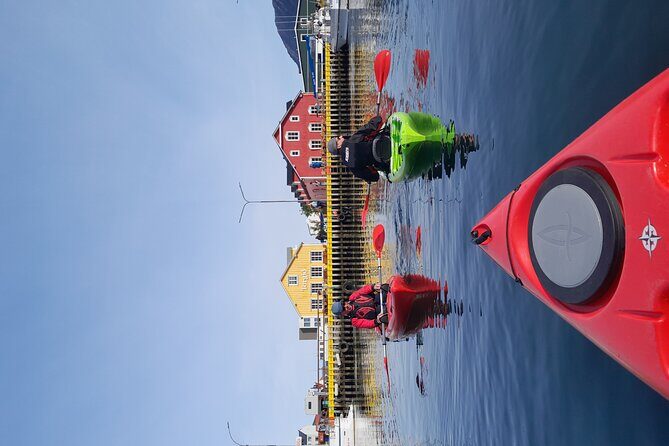 Private: Guided kayak tour in Siglufjörður / Siglufjordur. - Wildlife spotting: when it happens, you’ll be ready for it