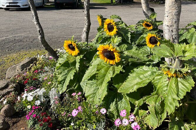 Private Guided Tour Golden Circle & Friðheimar Greenhouse Iceland - Private Golden Circle Touring With Reykjavik Pickup