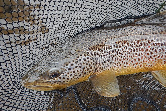 Private Lake and River Fishing Tour from Reykjavik - Included Fishing Gear and Permits: The Value You Don’t Notice Until You Compare