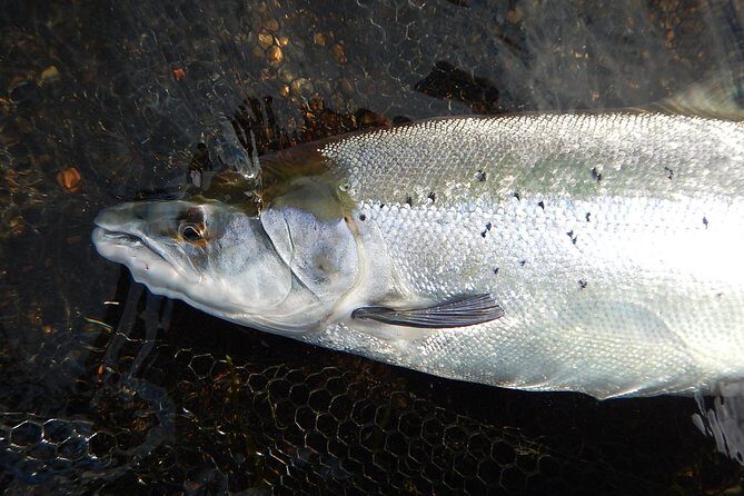 Private Lake and River Fishing Tour from Reykjavik - Timing and the 8-Hour Rhythm: What the Day Feels Like