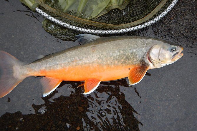 Private Lake and River Fishing Tour from Reykjavik - Lunch and Drinks: What You Must Plan So You Don’t Lose Time