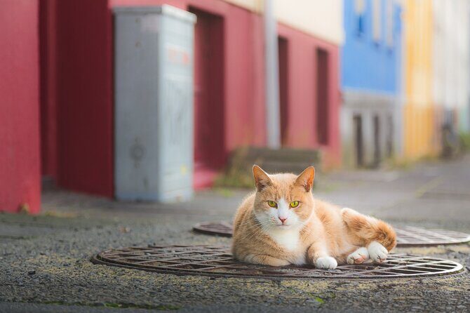 Private Reykjavik Cat Walking Tour - Price and what you’re really paying for in a private Reykjavik cat tour