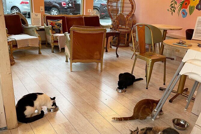 Private Reykjavik Cat Walking Tour - The Heart of Reykjavik, Laugavegur, and a Hallgrímskirkja area finish