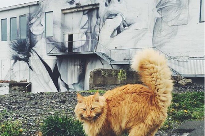 Private Reykjavik Cat Walking Tour - Expect cats to be around, not perform on cue