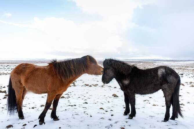 Private Tour Of The Golden Circle With Farm Visits In Iceland - Reykjavik pickup, Wi‑Fi, and the real meaning of “7 to 8 hours”