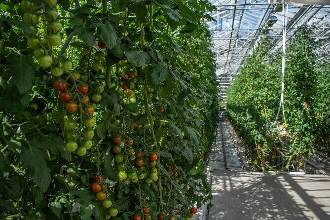 Private Tour Of The Golden Circle With Farm Visits In Iceland - Fridheimar tomato greenhouse lunch powered by geothermal heat