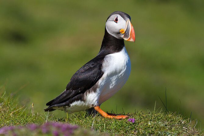 Puffin and Volcano Tour with Ebbi - Key highlights worth your time