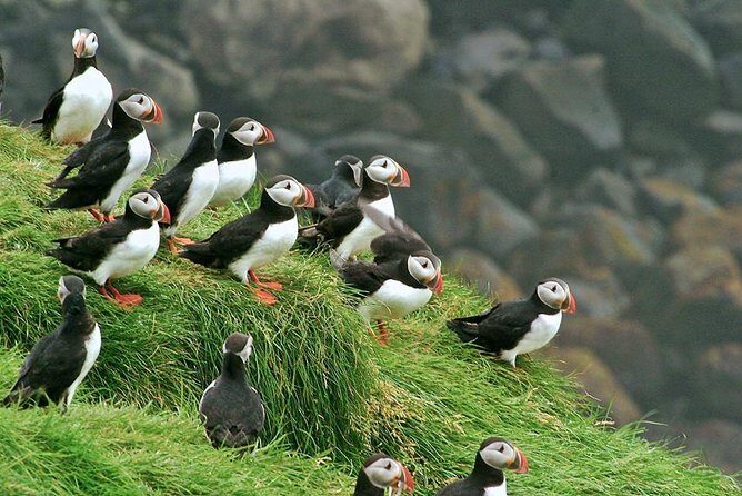 Puffin and Volcano Tour with Ebbi - Elephant Rock: the famous photo spot with a reason to care