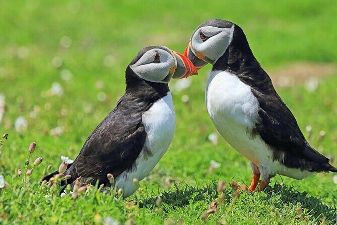 Puffin and Volcano Tour with Ebbi - Stórhöfði, the windiest place in Europe, and the biggest puffin colony