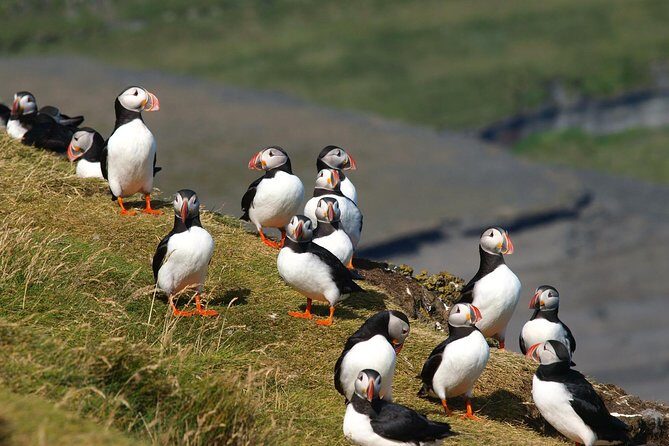 Puffin and Volcano Tour with Ebbi - Eldfell crater: walking into the eruption started here