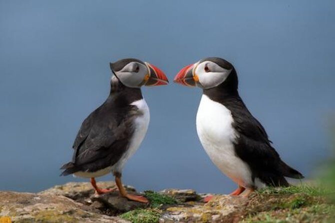 Puffin Cruise with Expert Tour Guide from Reykjavik - Key things to know before you go