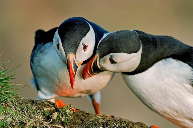 Puffin Cruise with Expert Tour Guide from Reykjavik - Puffins from Reykjavik: why Akurey Island works for a tight schedule
