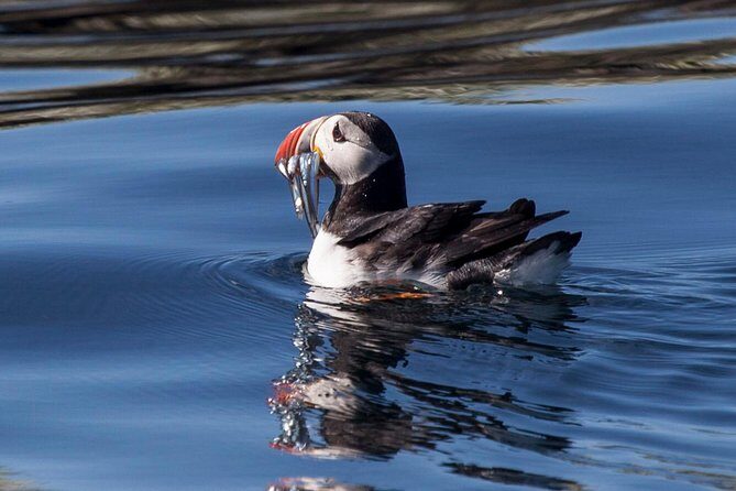 Puffin Cruise with Expert Tour Guide from Reykjavik - The guide experience: puffin behavior, plus fulmars, terns, and black guillemots