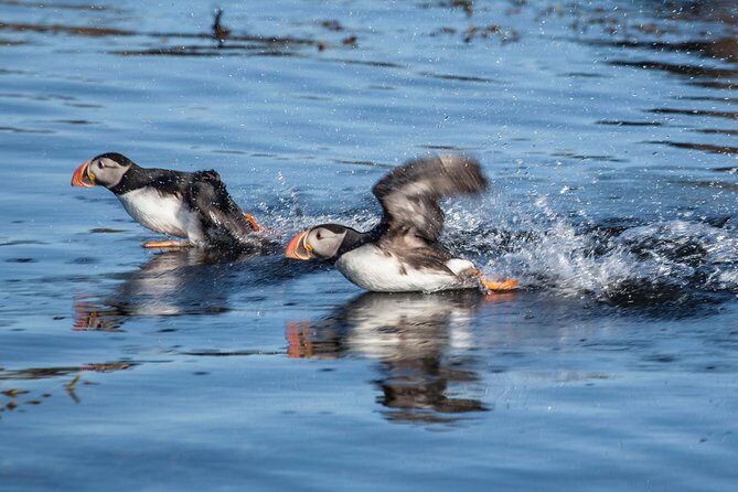 Puffin Cruise with Expert Tour Guide from Reykjavik - Viewing and photography: binoculars help, crowding changes everything