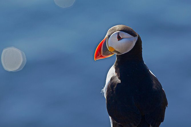 Puffin Cruise with Expert Tour Guide from Reykjavik - Season timing: go early for more puffins, accept mid-August tradeoffs